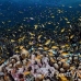 anthias_lr_mb_h_0610_png3159.jpg